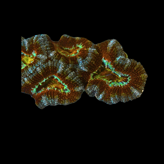 WYSIWYG Ultra Acan Frag 8