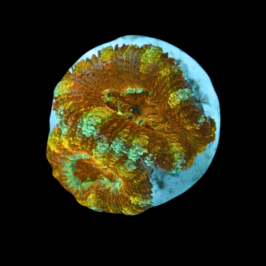 WYSIWYG Acan Frag 18