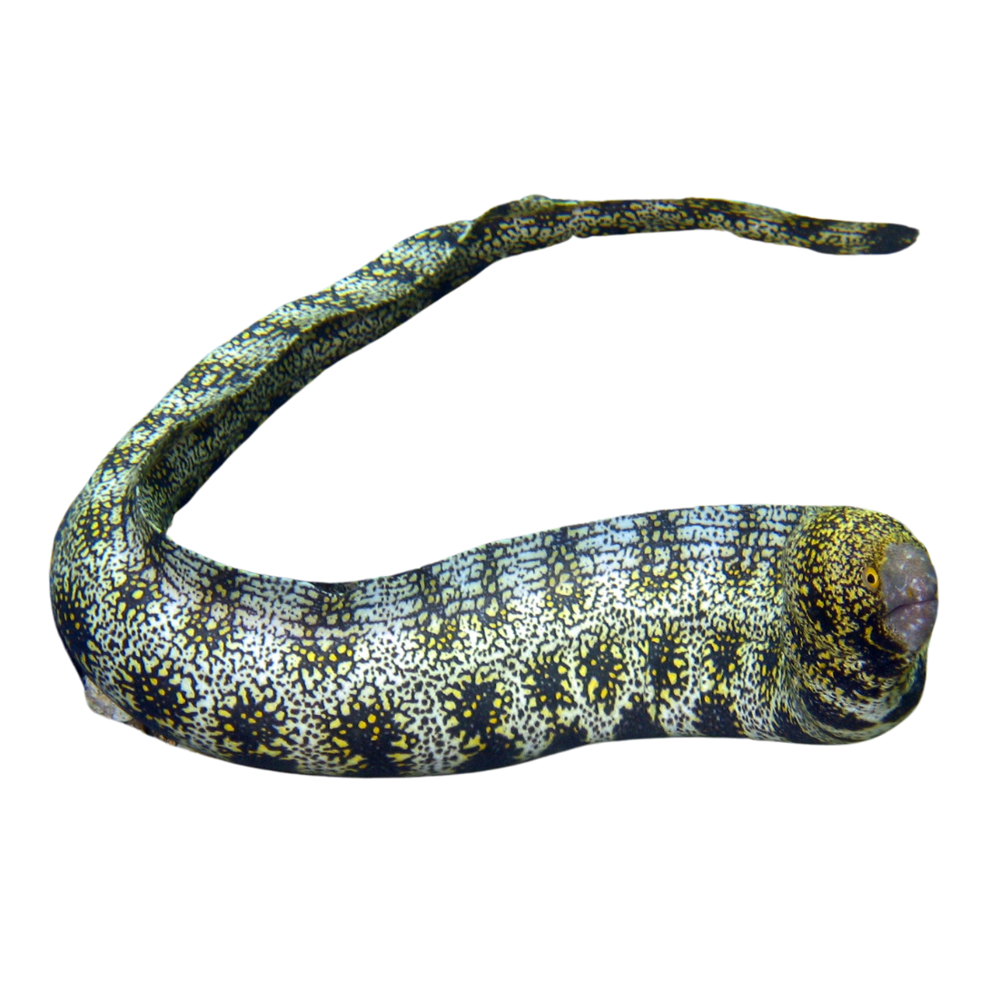 Snowflake Eel (small/medium)