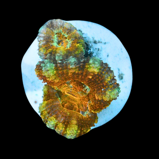WYSIWYG Acan Frag 19