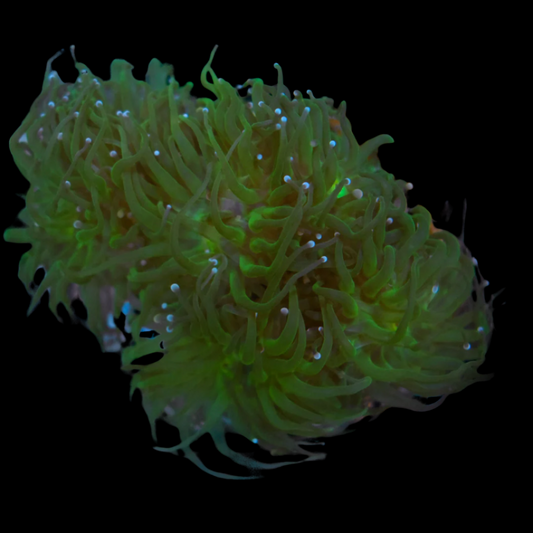Green Pink Tip Indo Torch (4 heads)