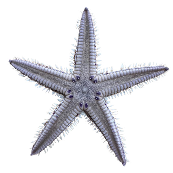 Atlantic Beaded Sea Starfish (sand sifting star)
