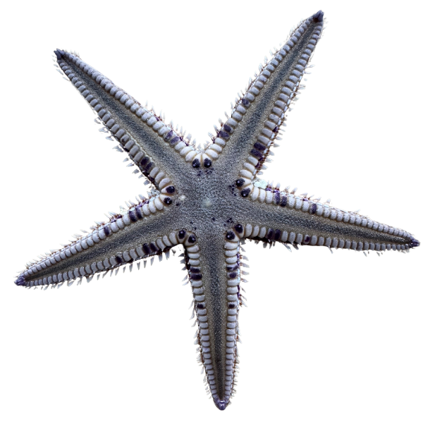 Atlantic Beaded Sea Starfish (sand sifting star)