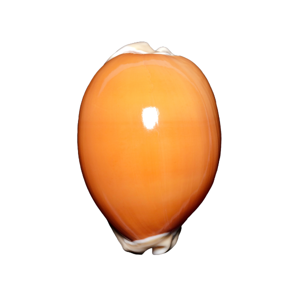 Atlantic Gray Cowrie