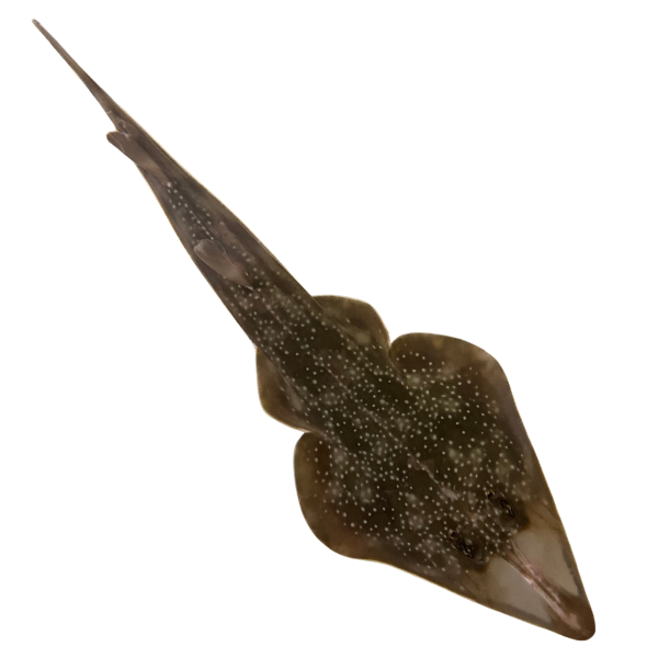 Atlantic Guitarfish