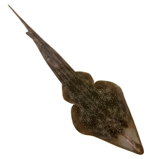 Atlantic Guitarfish