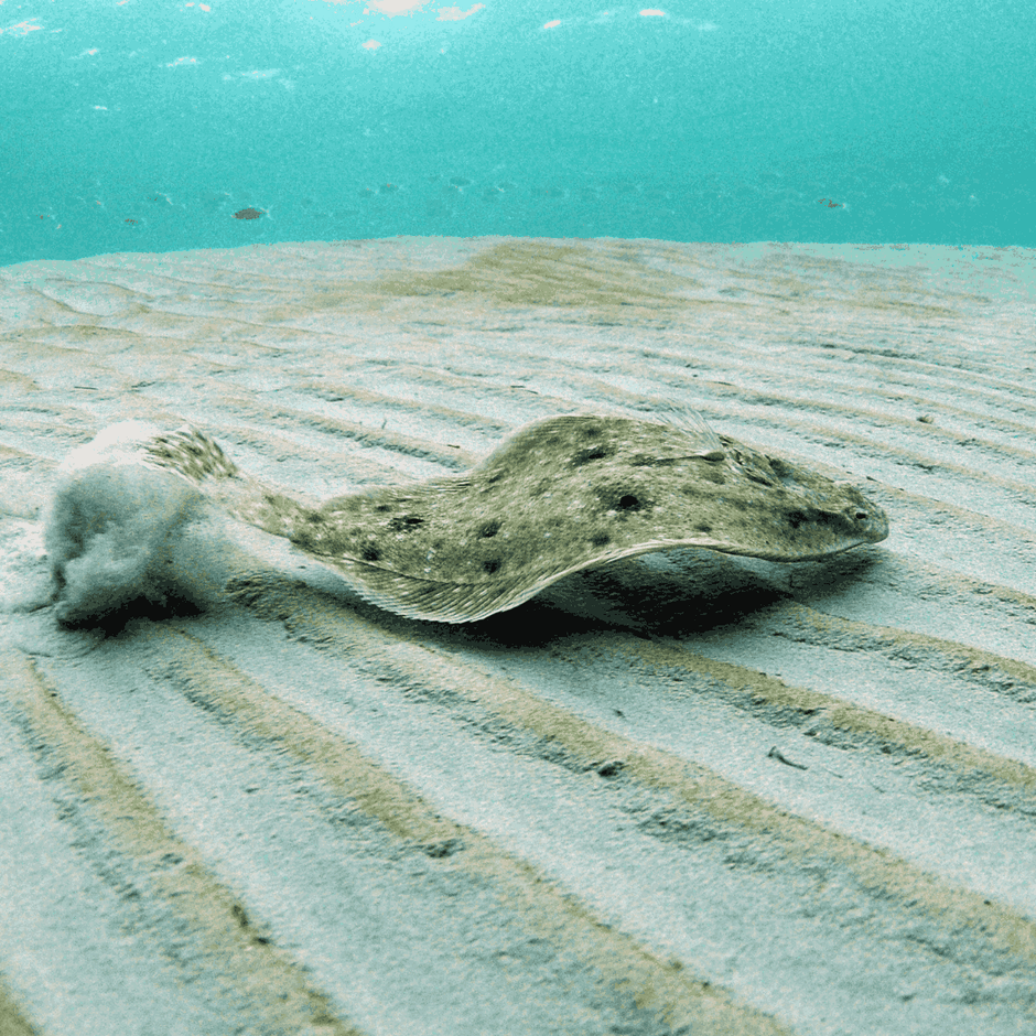 MISC. FISH – Foxy Saltwater Tropicals