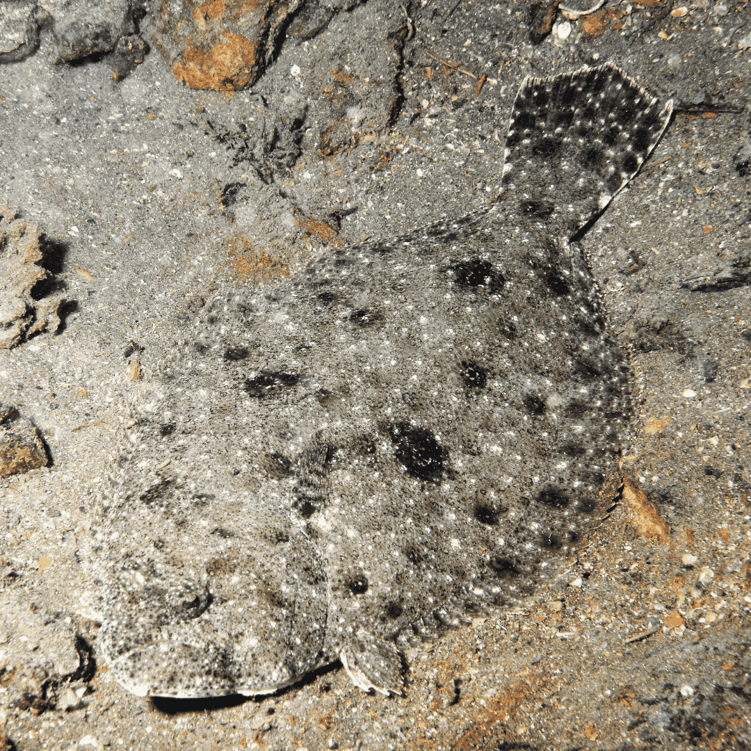 Atlantic Flounder (3-5 inches)