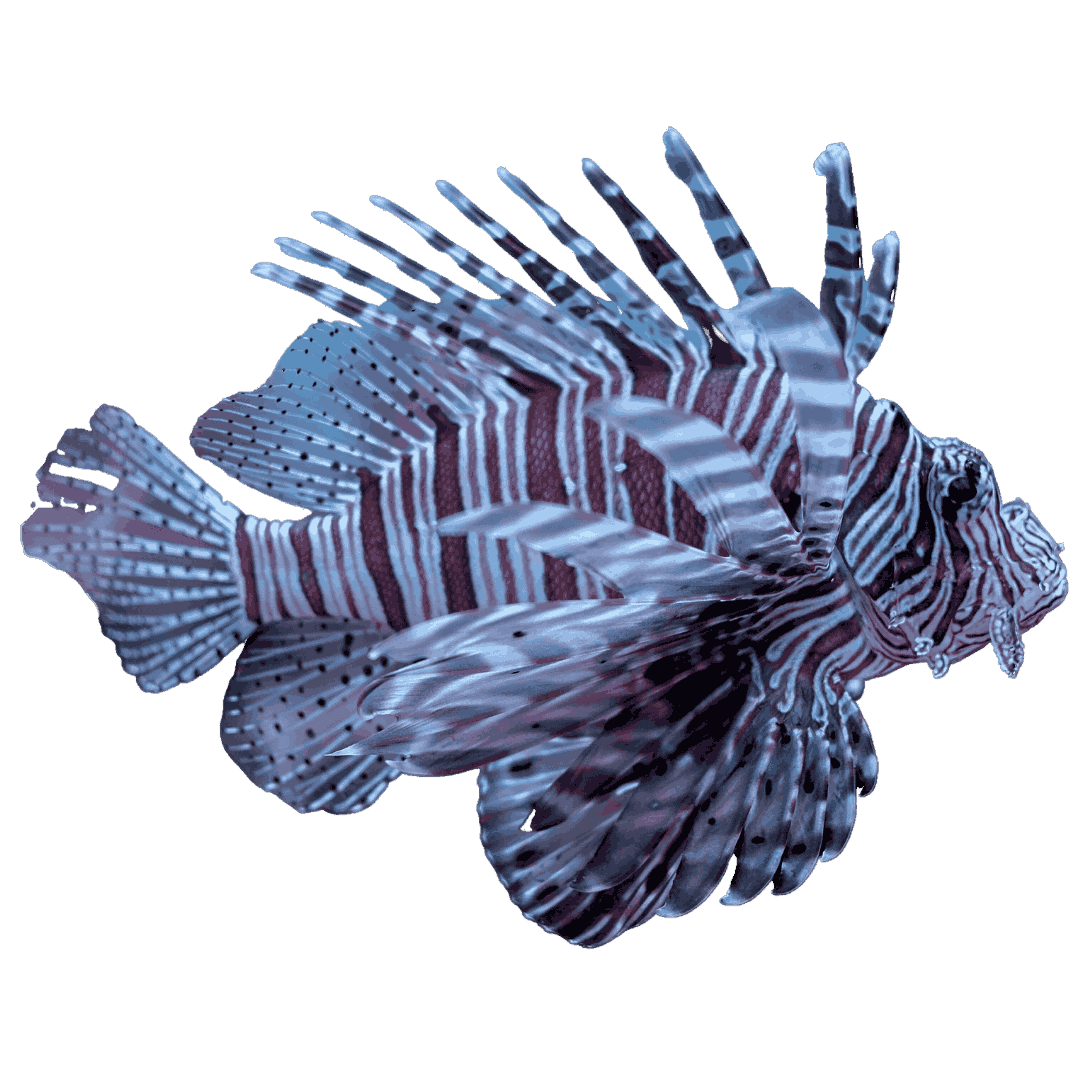 Atlantic Volitan Lion Fish XLarge 8-10 inches