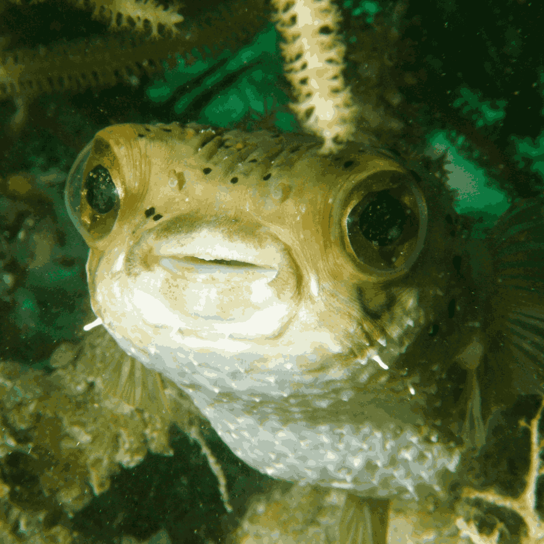 Balloon Puffers/ Spiny Porcupine Fish (2-4 inches)