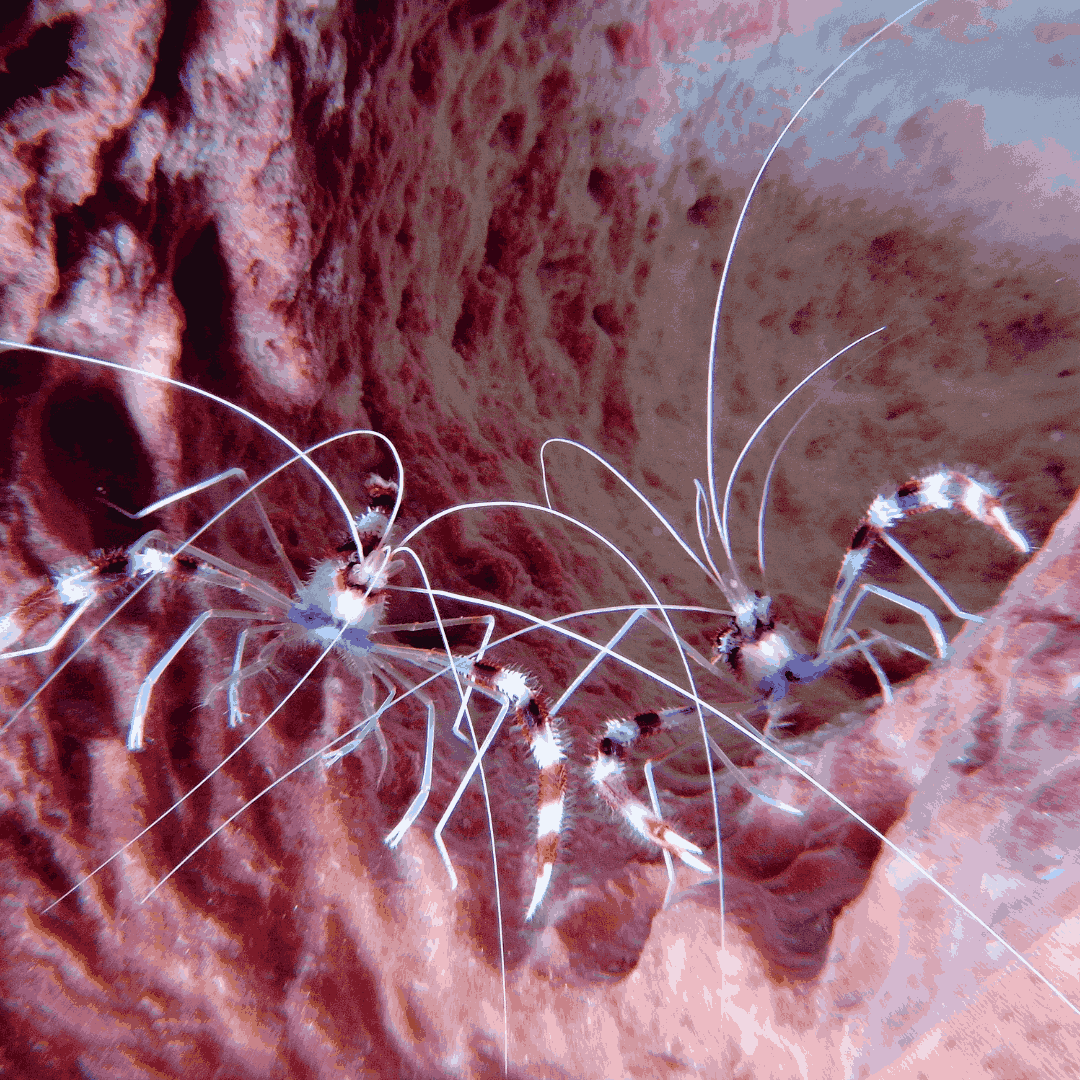 Banded Coral Shrimp