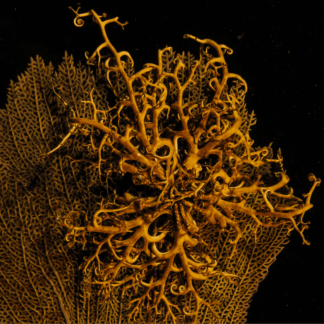 Basket Starfish