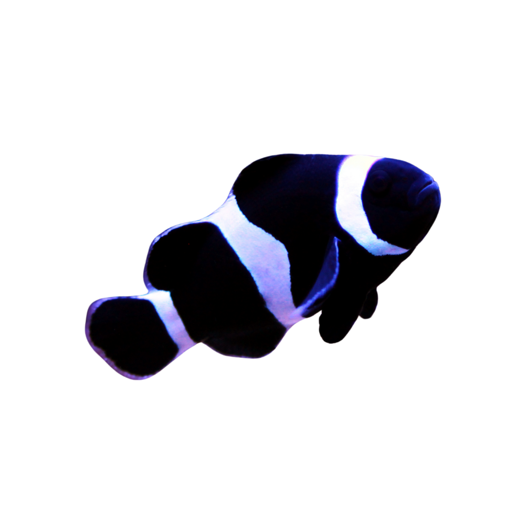 Aquacultured Black Ocellaris (small)