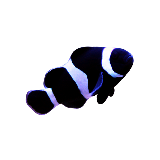 Aquacultured Black Ocellaris (small)