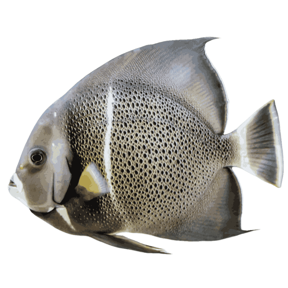 Black Angelfish (XL 7-8 inches) – Foxy Saltwater Tropicals