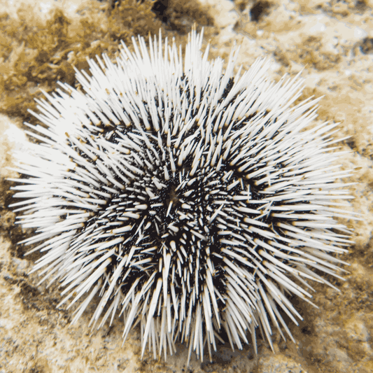 Black & White Pin Cushion Urchin Small (1.75 inches or less)