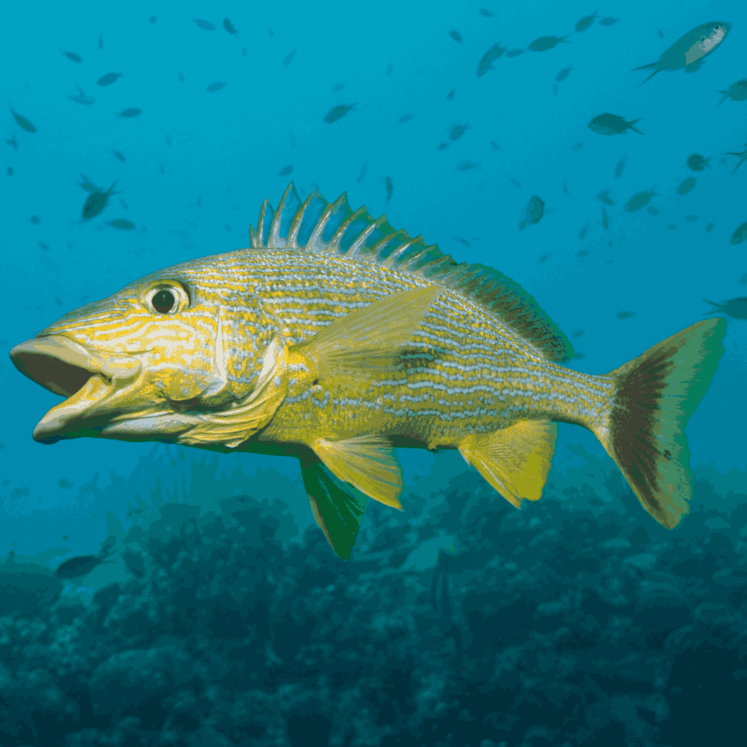 Blue Stripe Grunt – Foxy Saltwater Tropicals