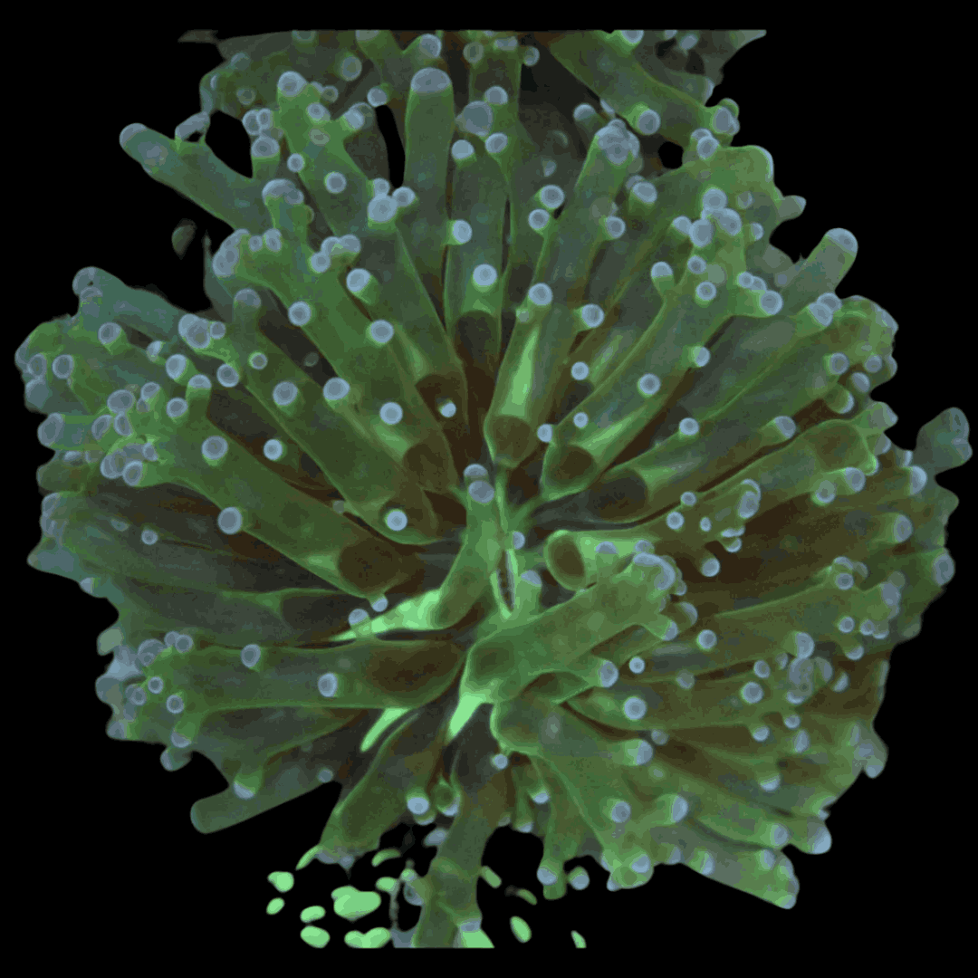 Buy Blue Tip Frogspawn Coral