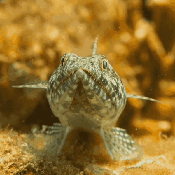 Caribbean Lizardfish – Foxy Saltwater Tropicals