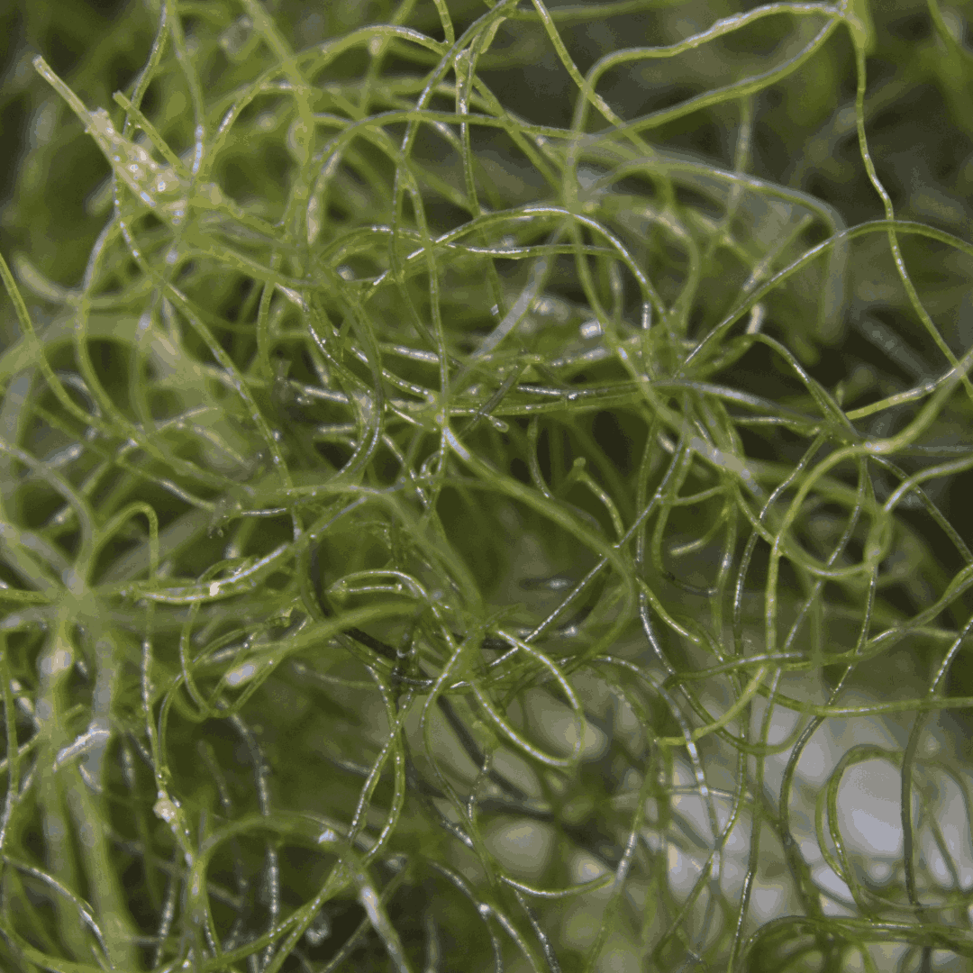 Chaetomorpha, aka Chaeto Spaghetti Algae, Green Hair Algae