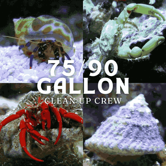 Clean up crew 75/90 gallon tank. reef safe