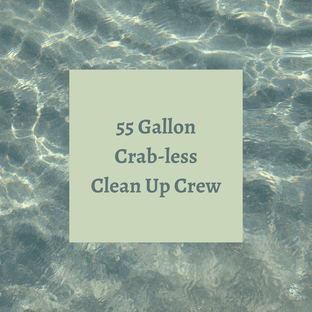 Crab-less Clean Up Crew-55 Gallon Tank All reef safe