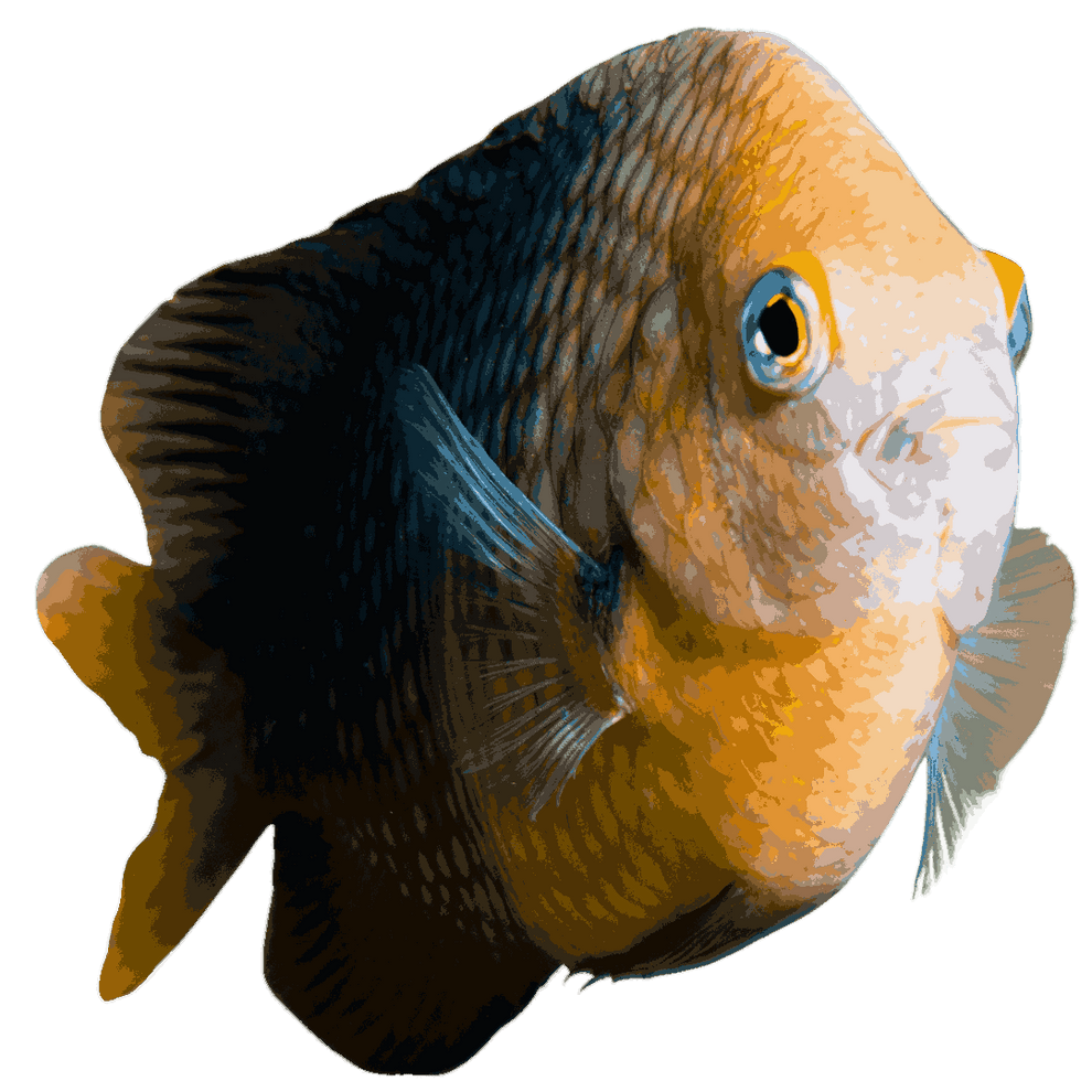 Dusky Damsel – Foxy Saltwater Tropicals