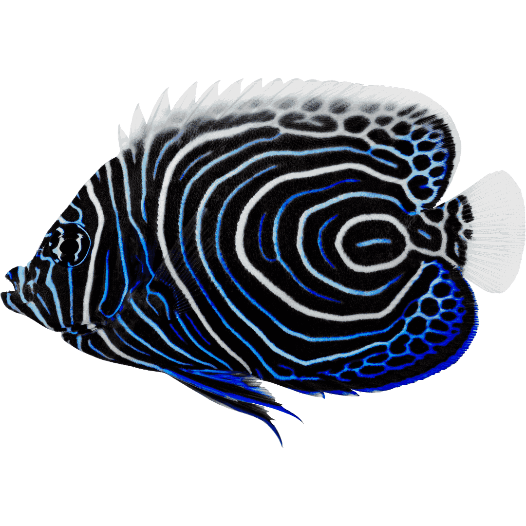 Buy Emperor Angelfish