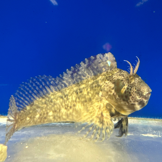 Florida Blenny