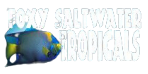 Foxy Saltwater Tropicals