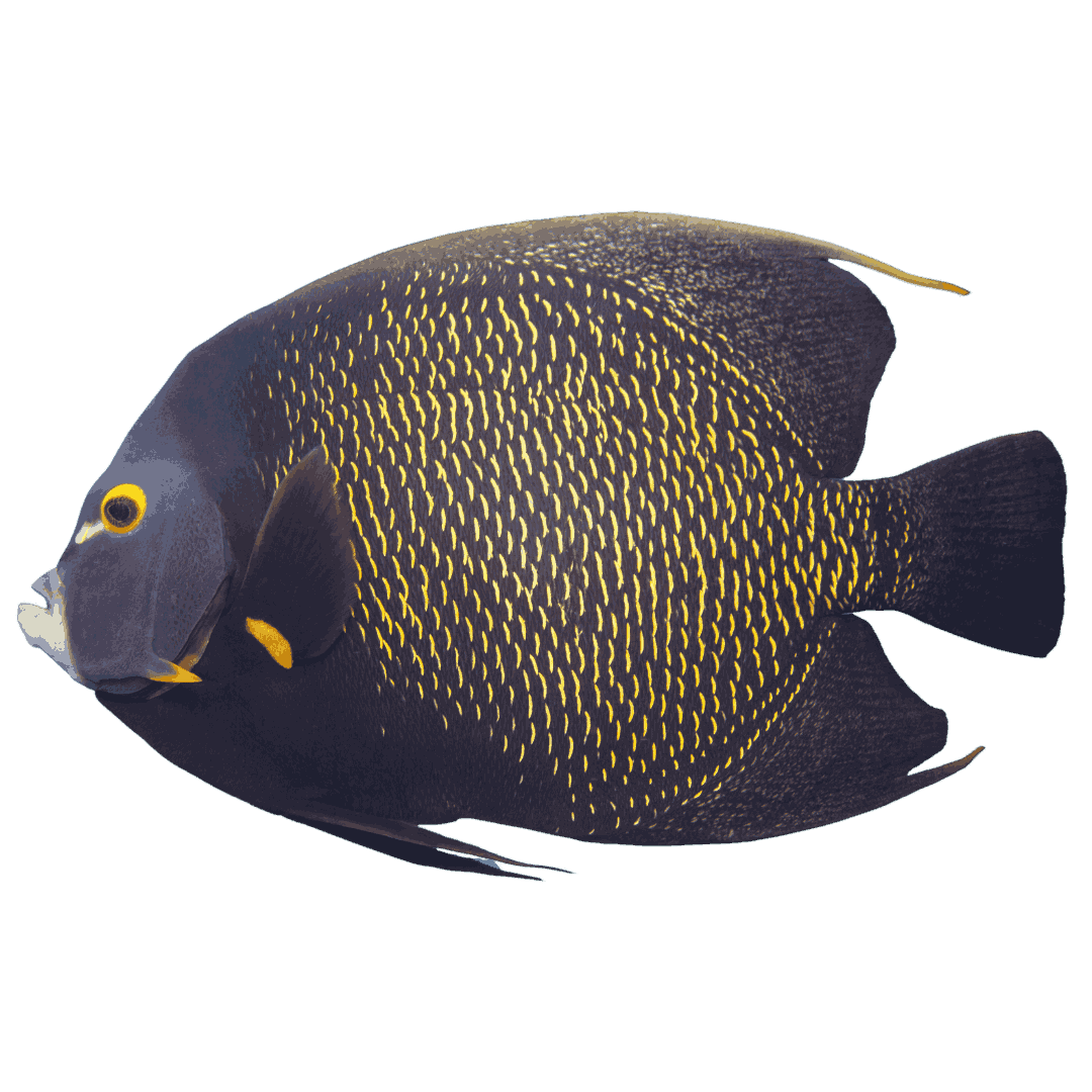 Saltwater Angelfish Collection | Foxy Saltwater Tropicals
