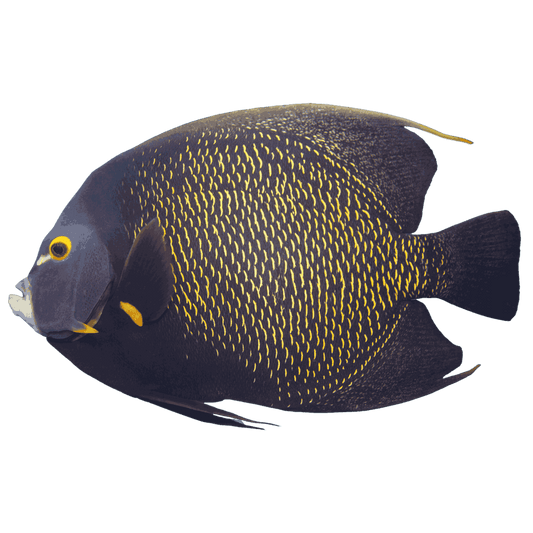 French Angelfish (Large 5-7 inches)