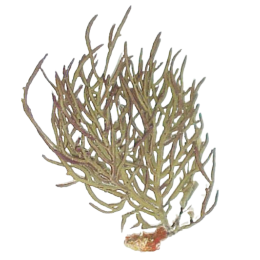 Buy Green Yellow Whip Gorgonian