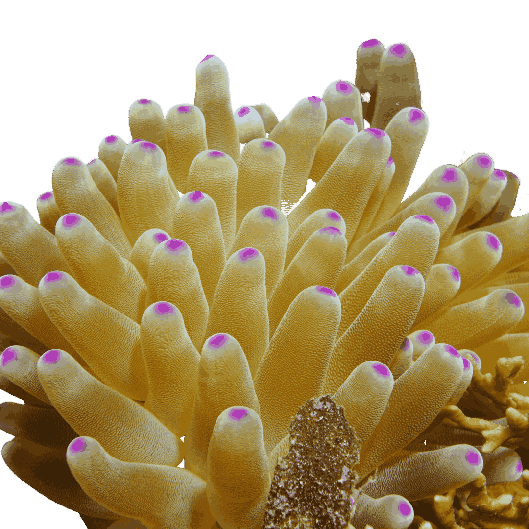 Haitian Pink Tip Condylactis Anemone
