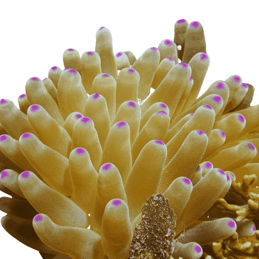 Haitian Pink Tip Condylactis Anemone