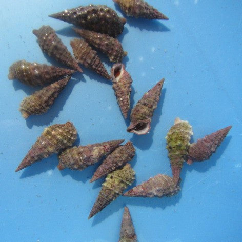 Cerith Snail – Foxy Saltwater Tropicals
