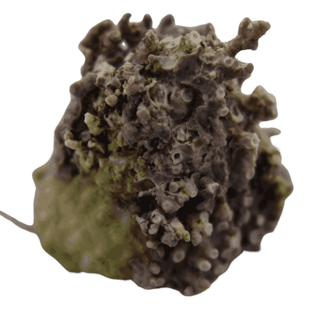 Large Coralline Encrusted Astrea