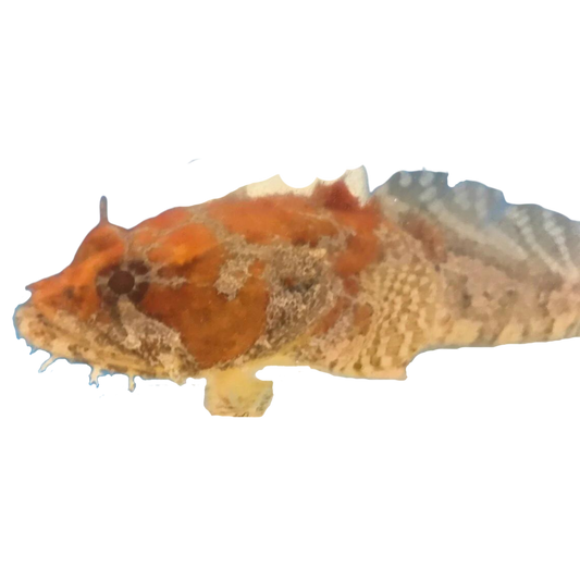 Shop Orange Faced Toad Fish