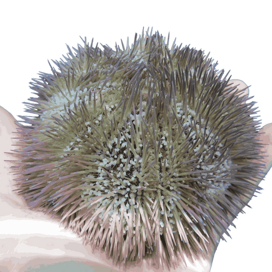 Pin Cushion Urchin Small (1.75 inches or less)