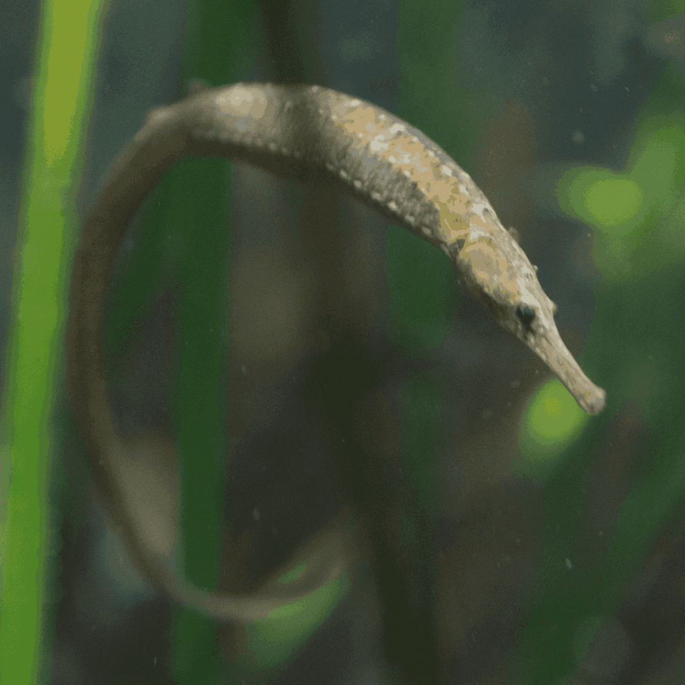 Pipefish – Foxy Saltwater Tropicals