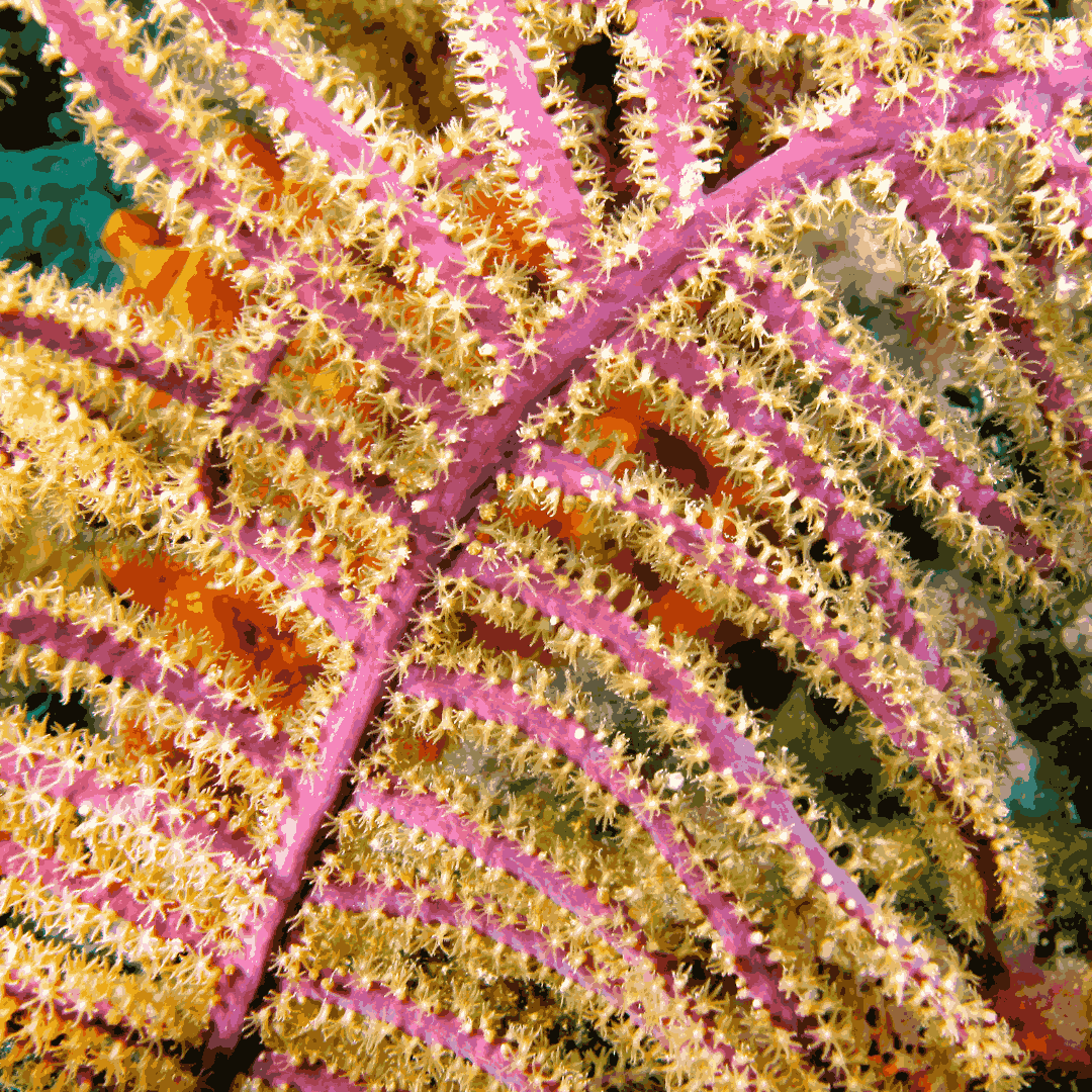 Purple Feather Sea Plume (under 10")