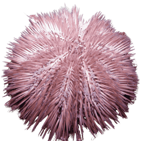 Purple Pin Cushion Urchin Large (3.25 inches or larger)