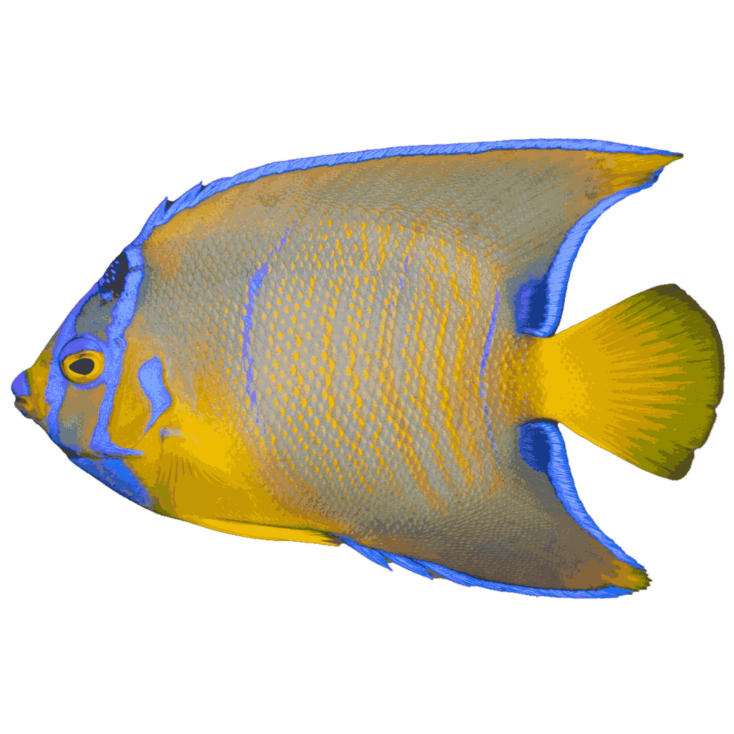 Saltwater Angelfish Collection | Foxy Saltwater Tropicals