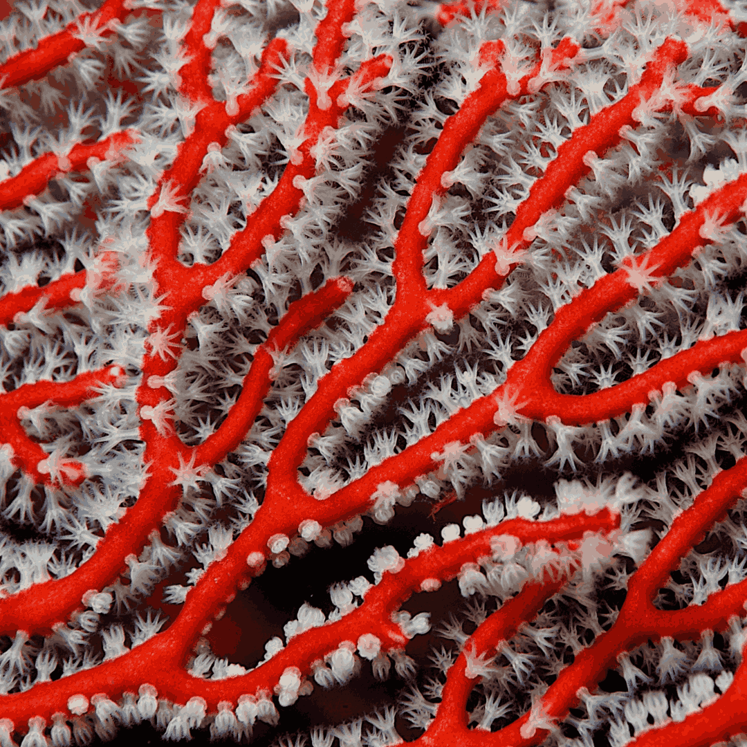 Red Finger Gorgonian (under 10")