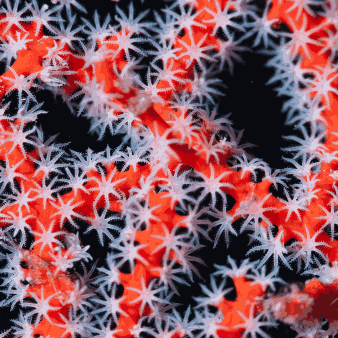 Red Finger Gorgonian (under 10")
