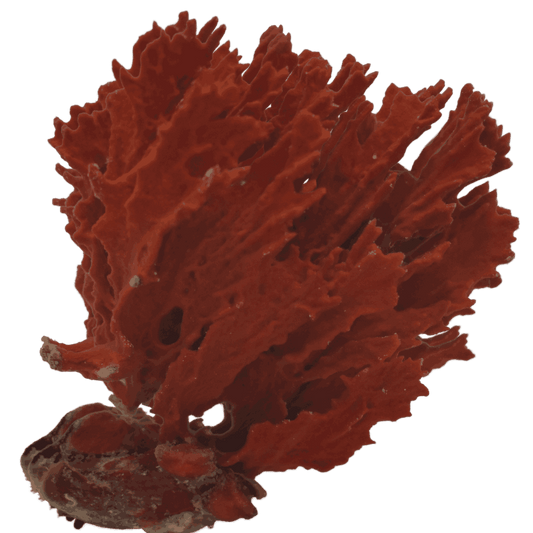 Buy Red Frilly Sponge