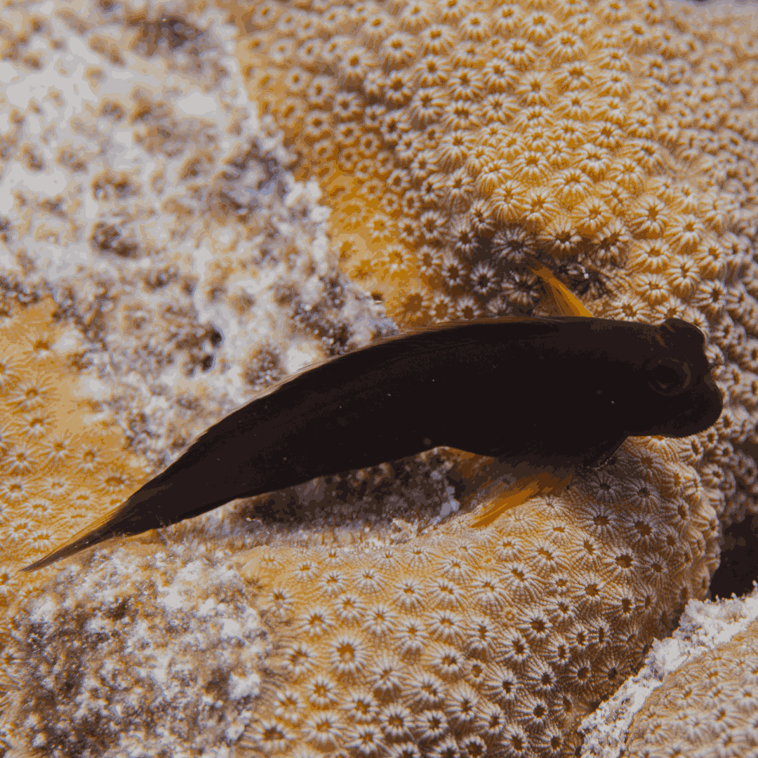 Buy Red Lip Blenny