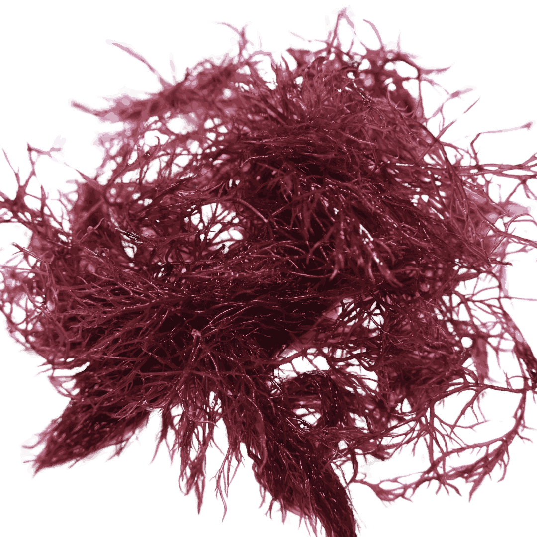 Red Parvispora