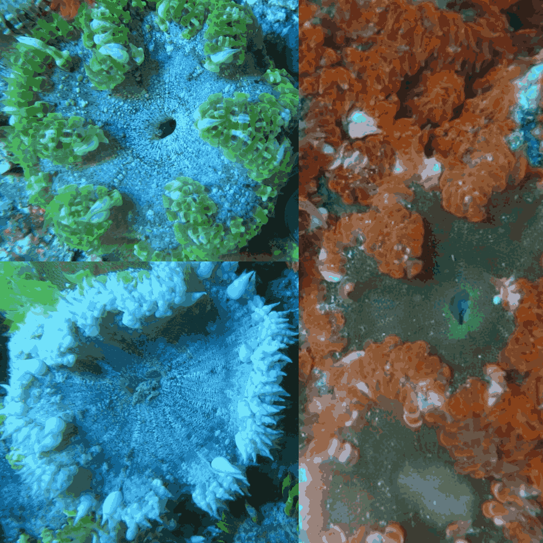 Rock Anemone 3 Pack (1 Green, 1 Red, 1 Common)