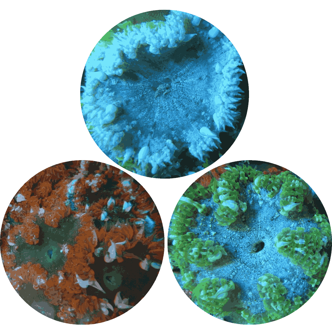 Rock Anemone 3 Pack (1 Green, 1 Red, 1 Common)